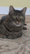 Tigger aka Tig Tig