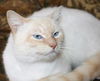 Boris