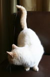 Boris