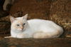 Boris