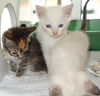 Tosh & Tina Twins!
