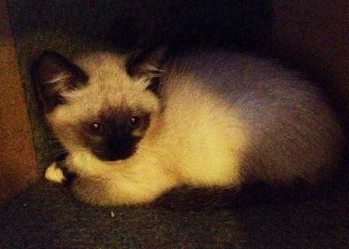 Amy - RAGDOLL kitten