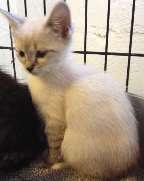 Si - LYNX POINT Kitten