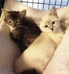 Si - LYNX POINT Kitten