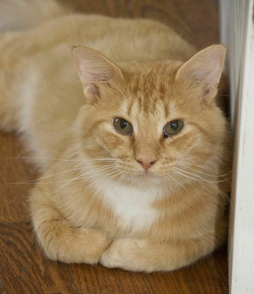 Simba