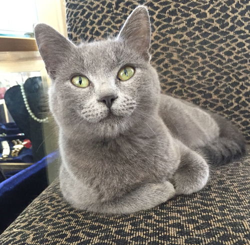 Boris the Gray