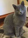 Boris the Gray