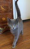 Boris the Gray