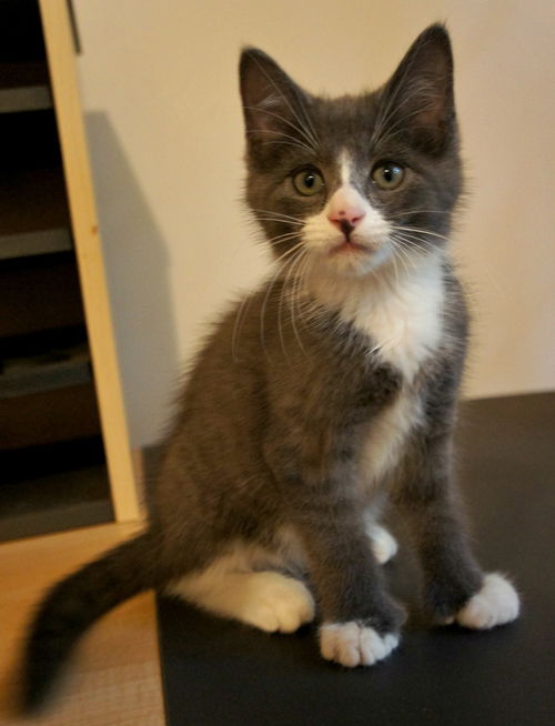 Simon