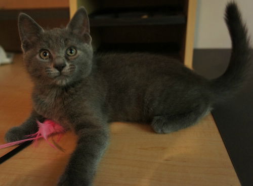 Boris