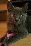 Boris