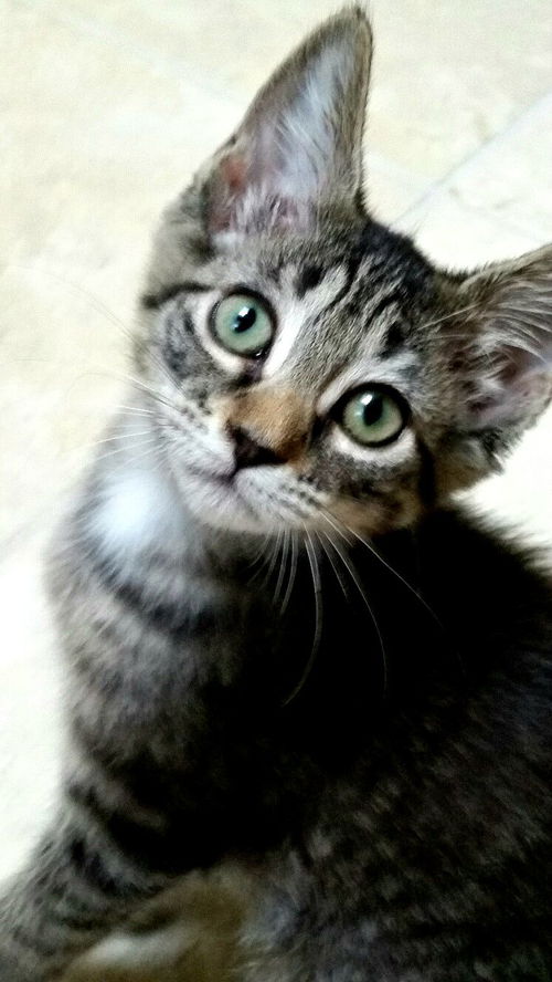 Cleo