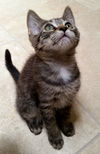 Cleo