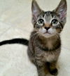 Cleo