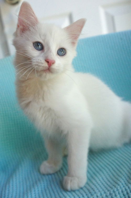 Snowflake