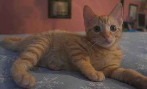 Bosco