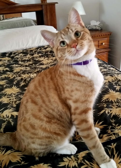 Toby