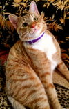 Toby