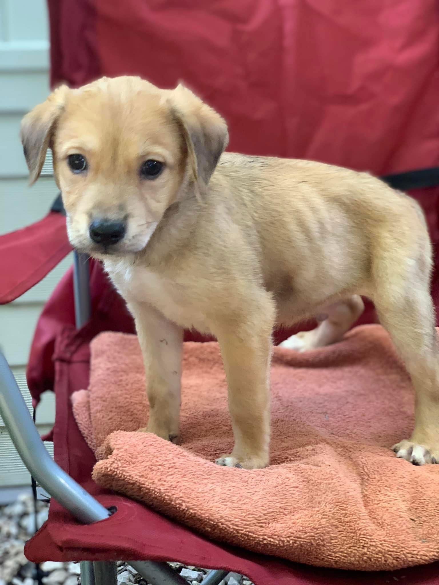 dog-for-adoption-parker-a-white-german-shepherd-in-chicago-il