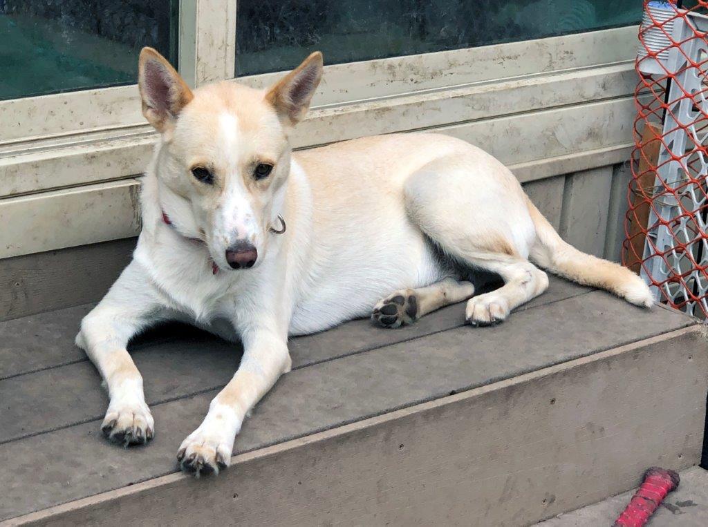 Dog for Adoption - Gucci, a White German Shepherd in Lake Zurich