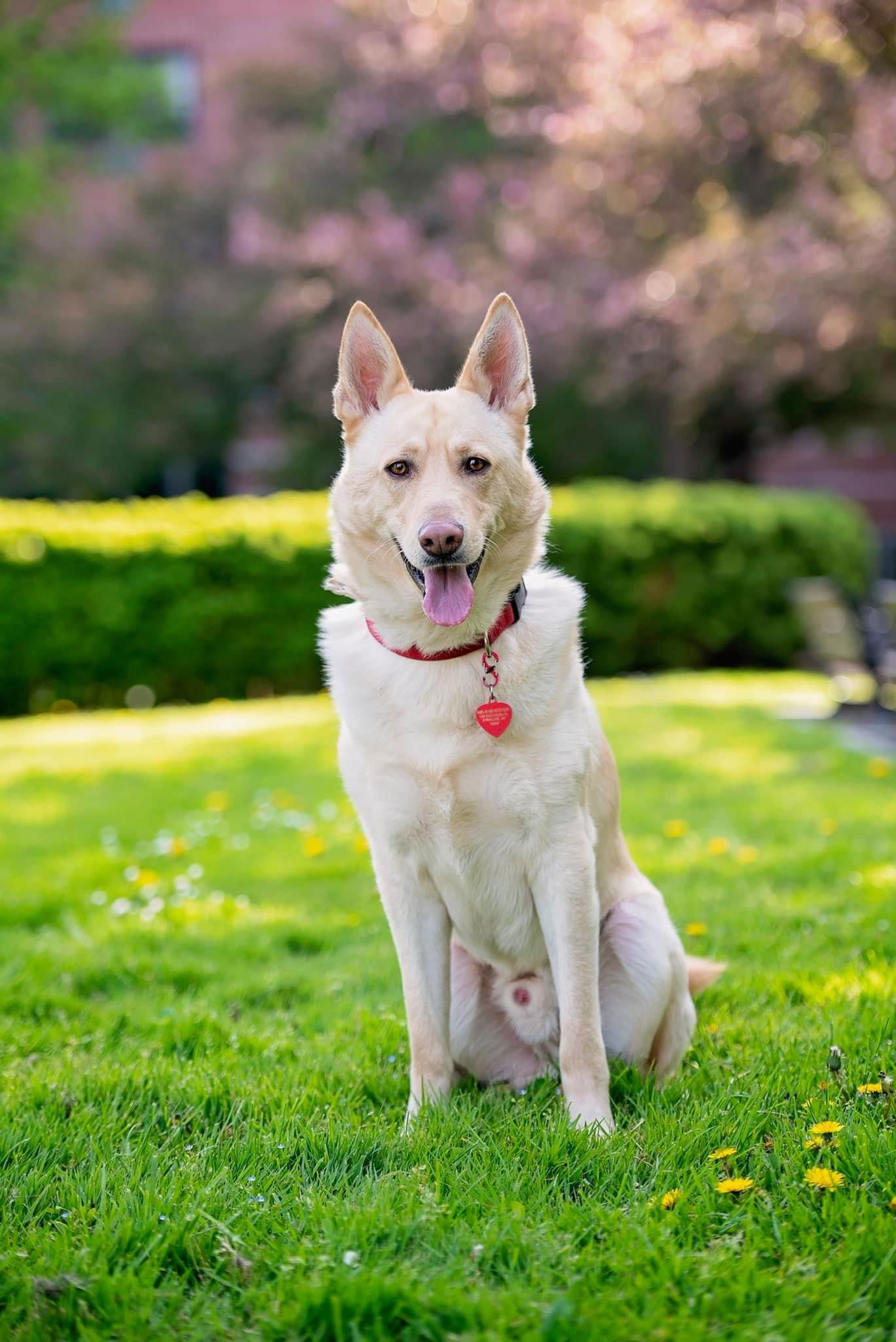 dog-for-adoption-smokey-a-white-german-shepherd-in-chicago-il
