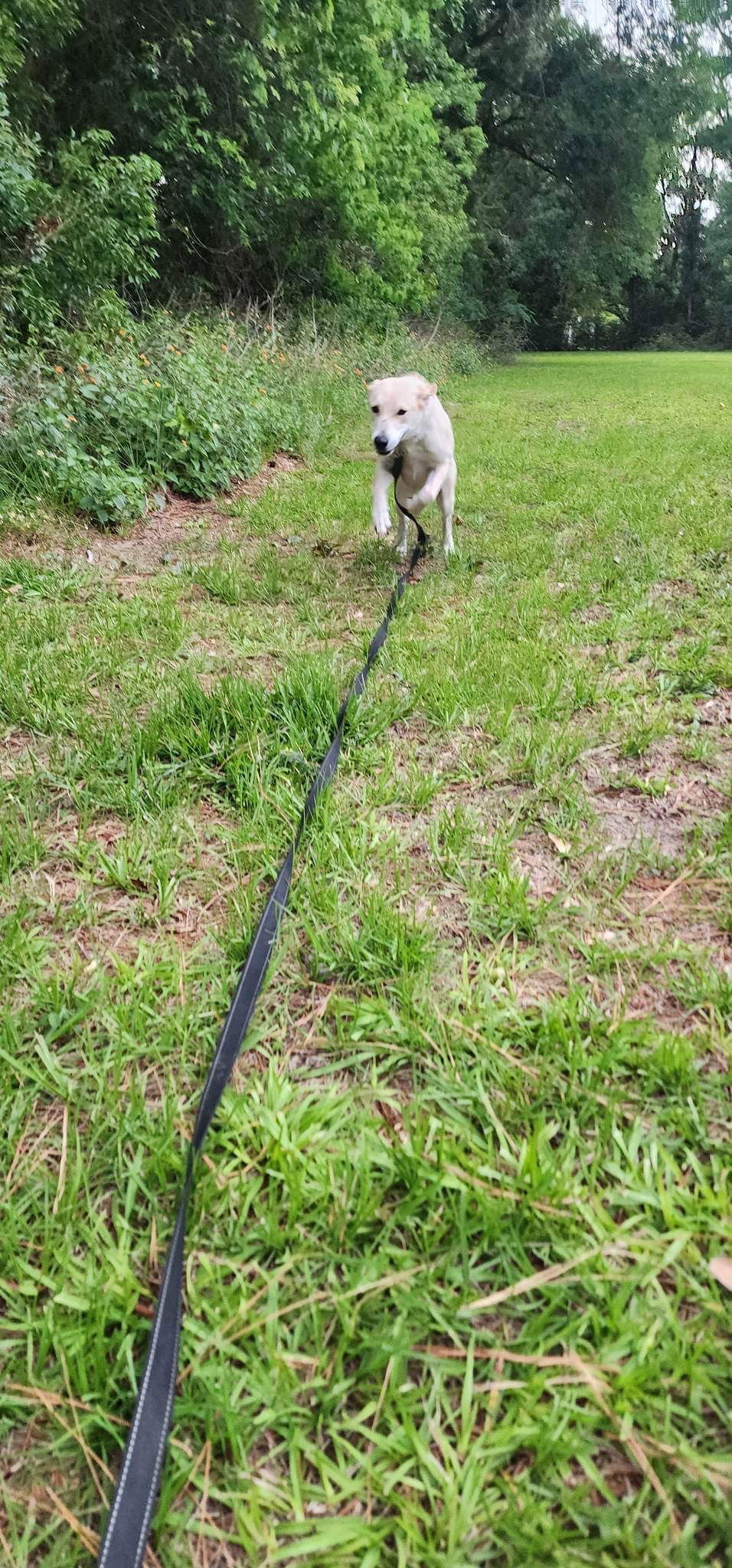 Dog for Adoption - Skylar, a White German Shepherd in Park City, IL ...