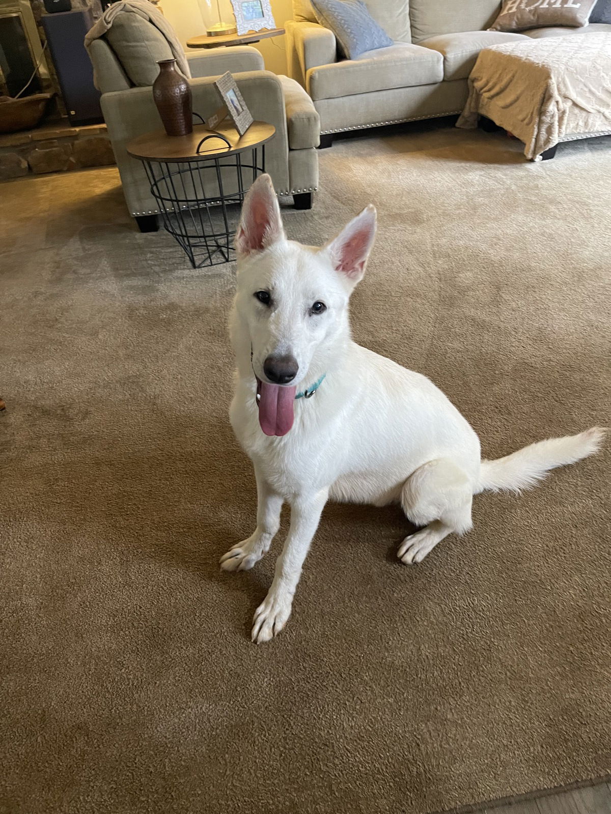 Dog for Adoption - Drift, a White German Shepherd in Bellwood, IL ...