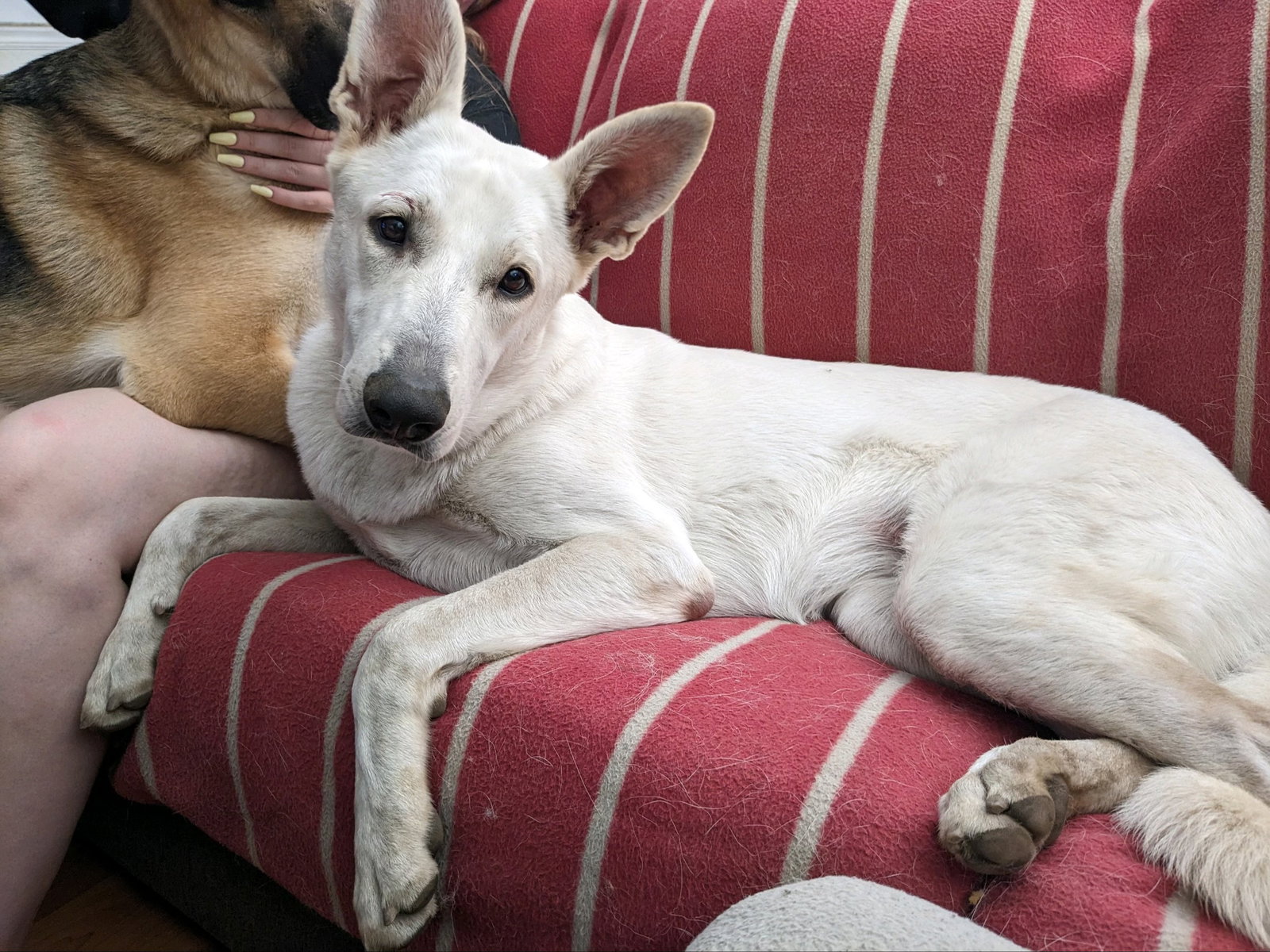 Dog adoption in Gardner, MA 01440 White German Shepherd (long coat