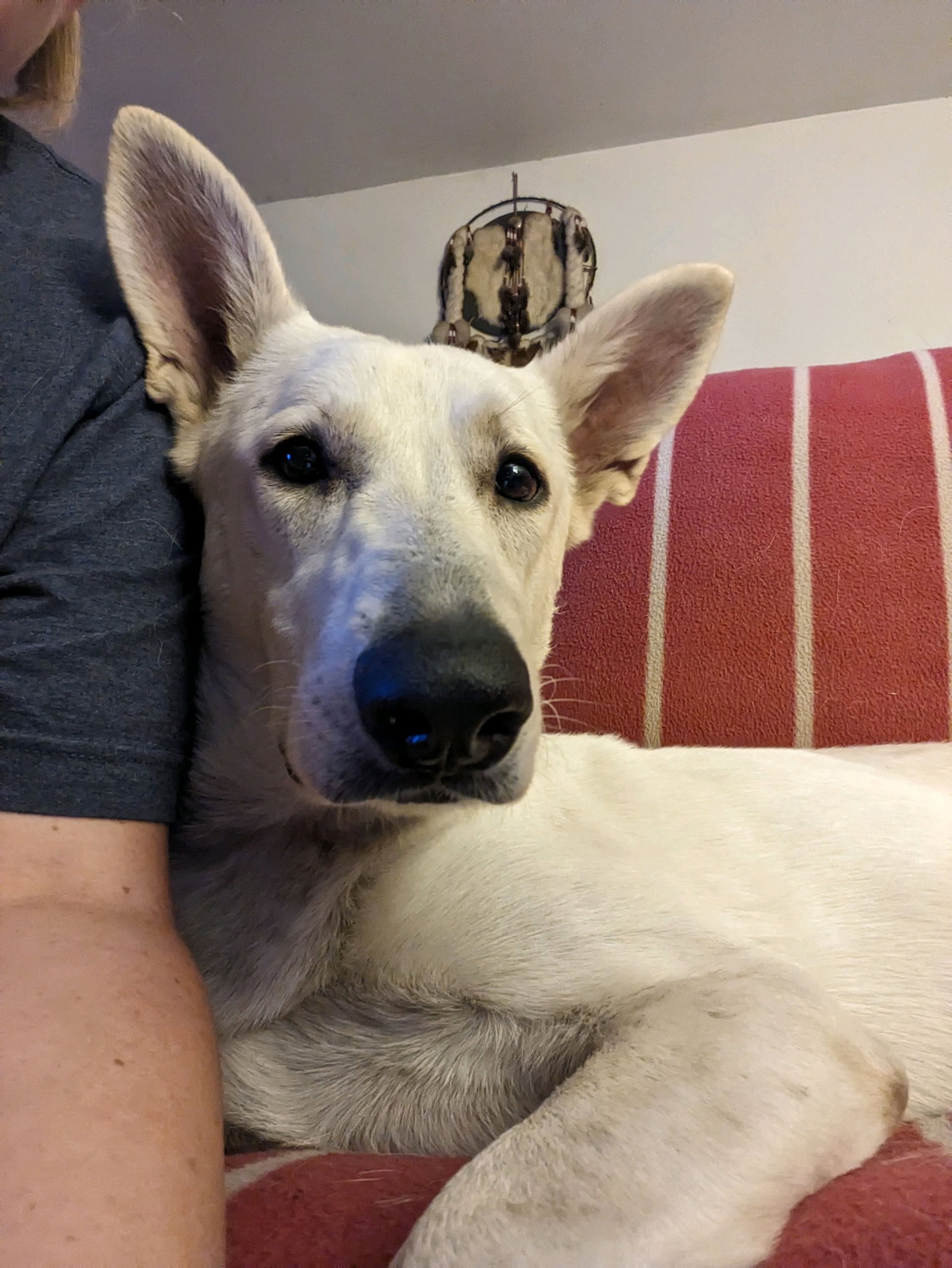 Dog for Adoption - Roxy, a White German Shepherd in Venetian Village ...