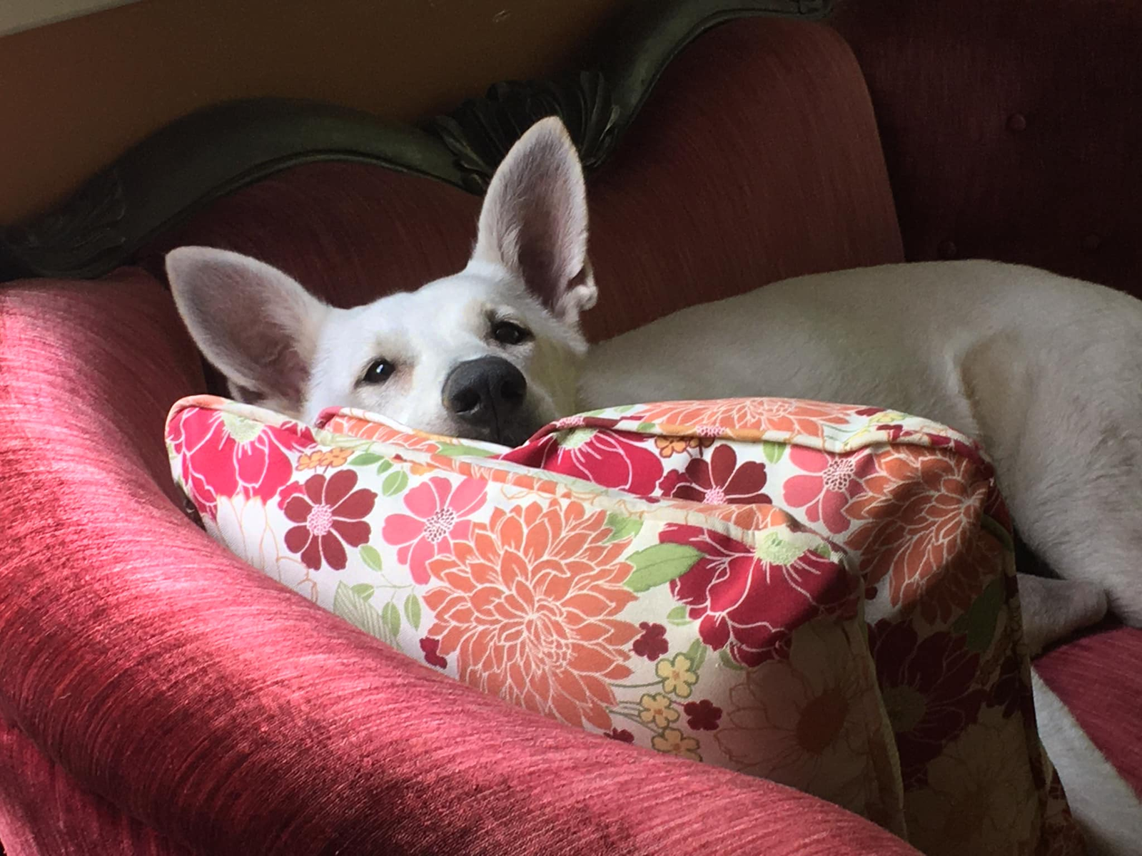 Dog for Adoption - Roxy, a White German Shepherd in Venetian Village ...