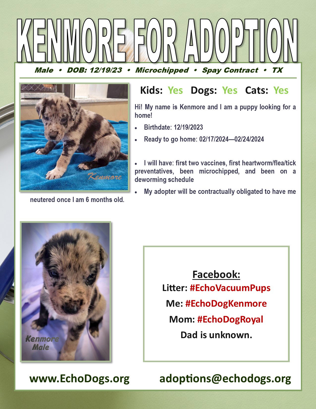 Dog for Adoption Kenmore, a White German Shepherd in Chatham, IL Alpha Paw