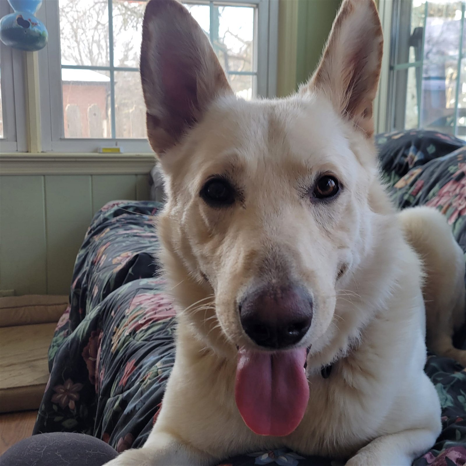 adoptable Dog in Gardner, MA named Ripley