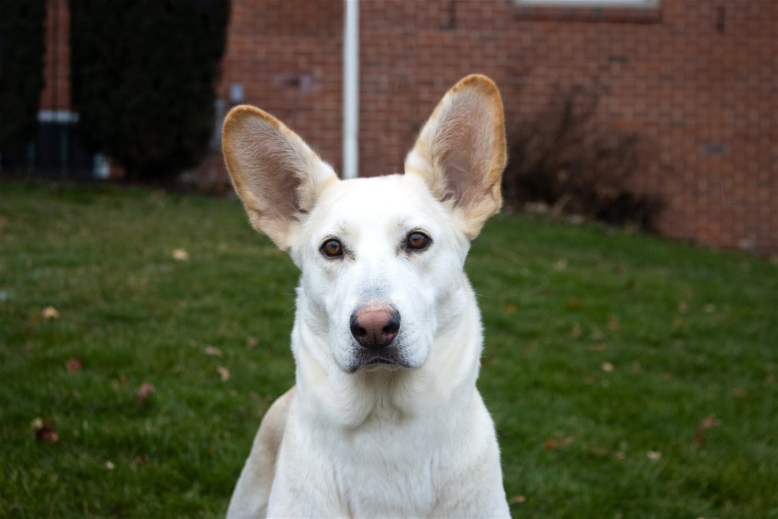 adoptable Dog in Bethel Park, PA named Hera