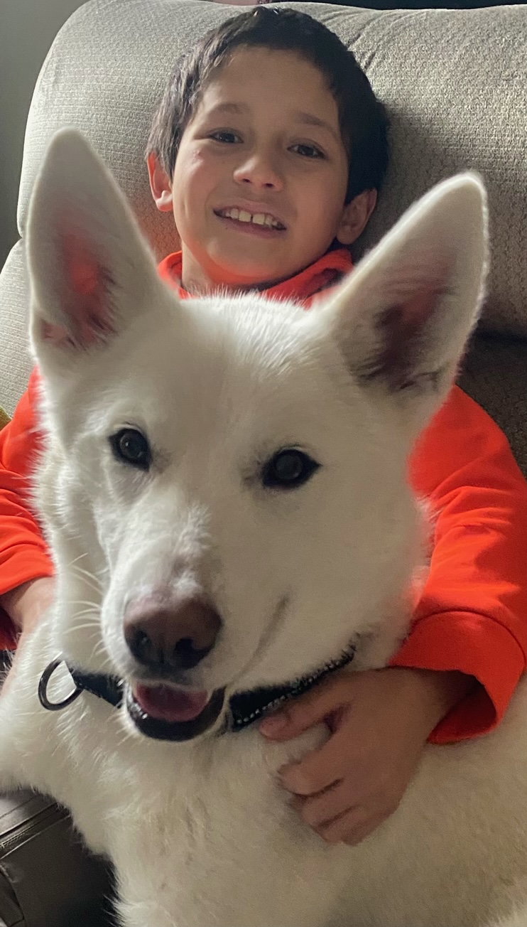 Dog for Adoption - Vuk, a White German Shepherd in Dyer, IN | Alpha Paw