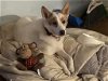 adoptable Dog in syracuse, NY named Ricardo