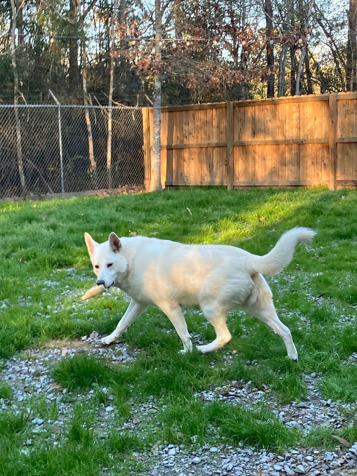 dog-for-adoption-xena-a-white-german-shepherd-in-lake-county-il