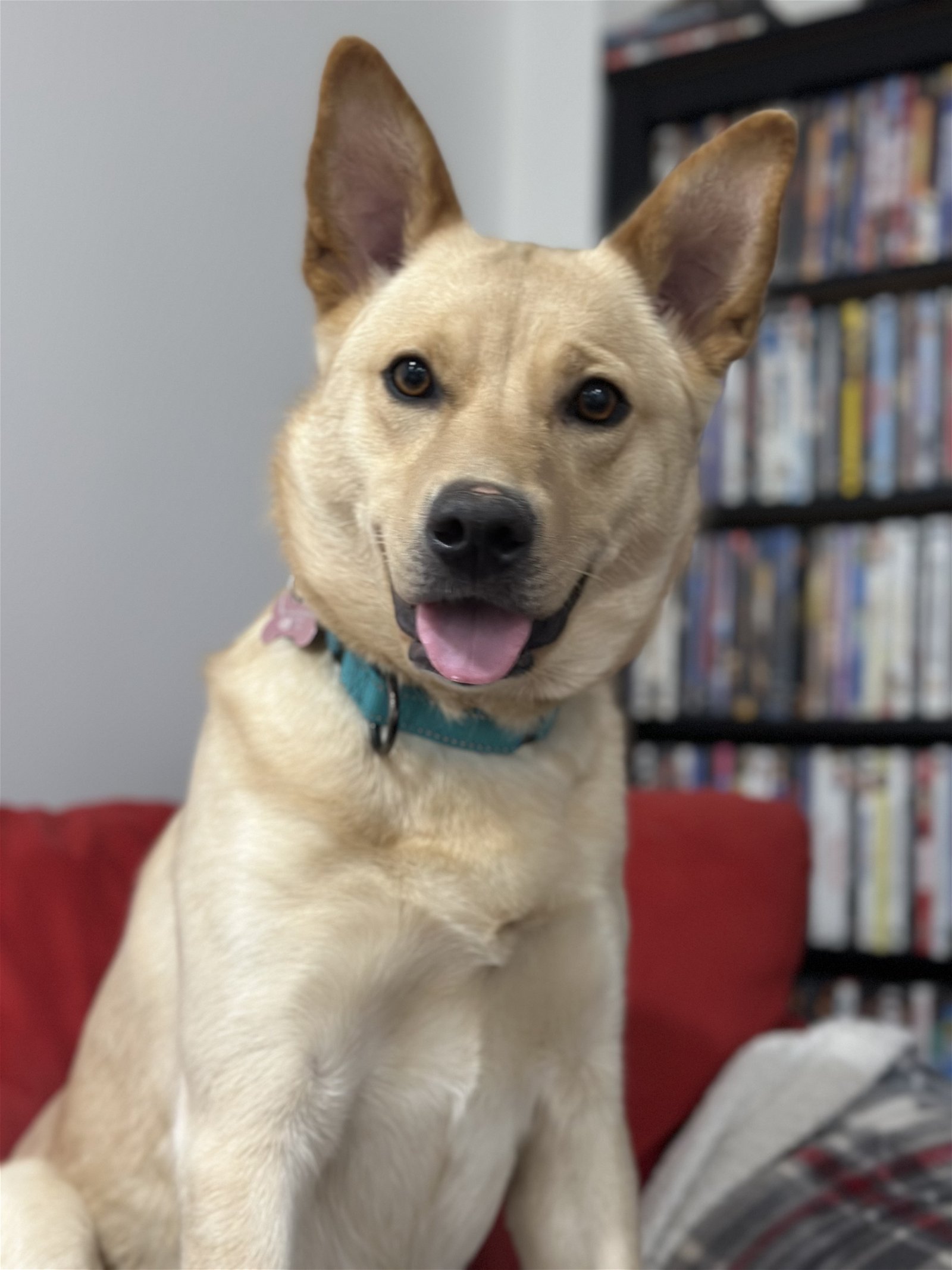 adoptable Dog in Wilmington, DE named Vaquita