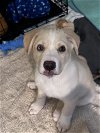 adoptable Dog in wilmington, IL named Bowen