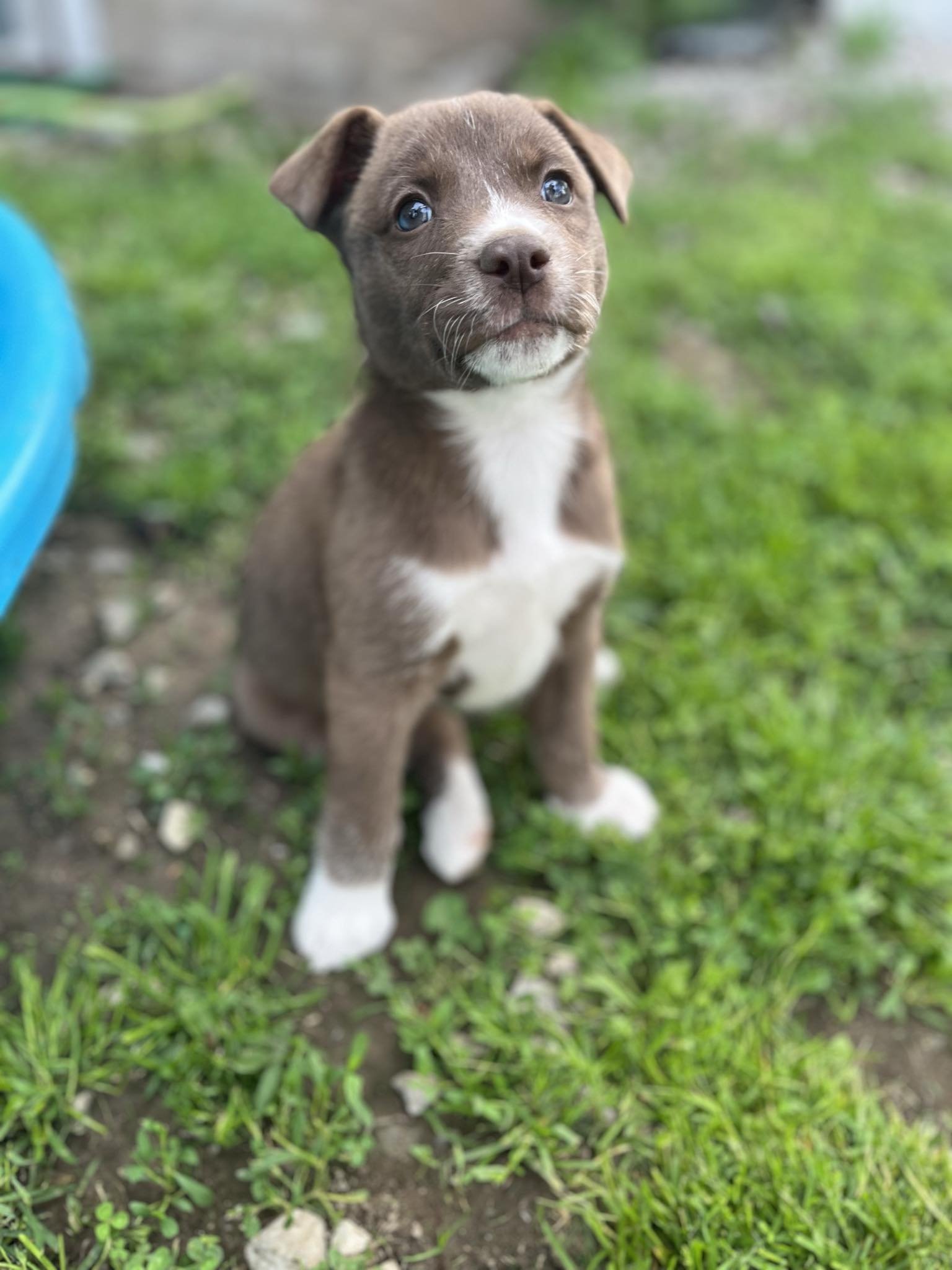 adoptable Dog in Williamsport, PA named Bellagio