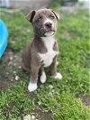 adoptable Dog in williamsport, PA named Bellagio