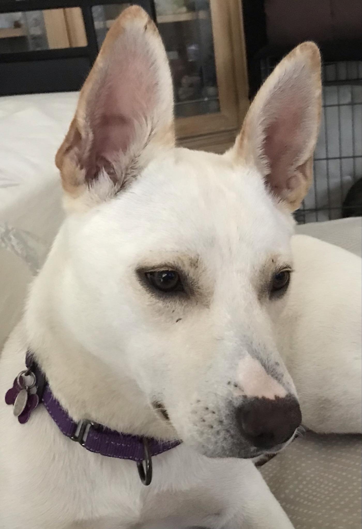 adoptable Dog in Palm Coast, FL named Carolina