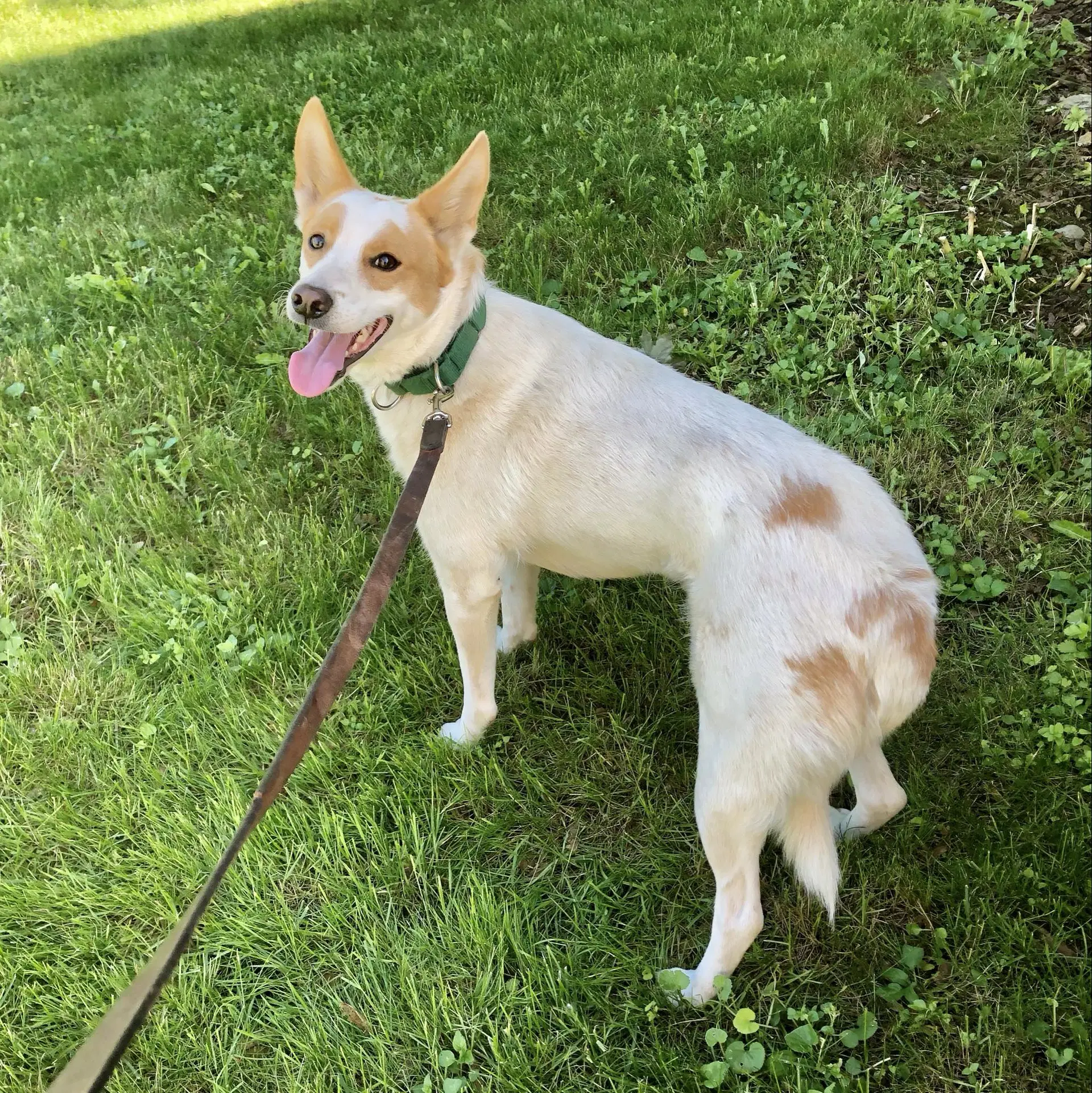 Ricardo - White German Shepherd