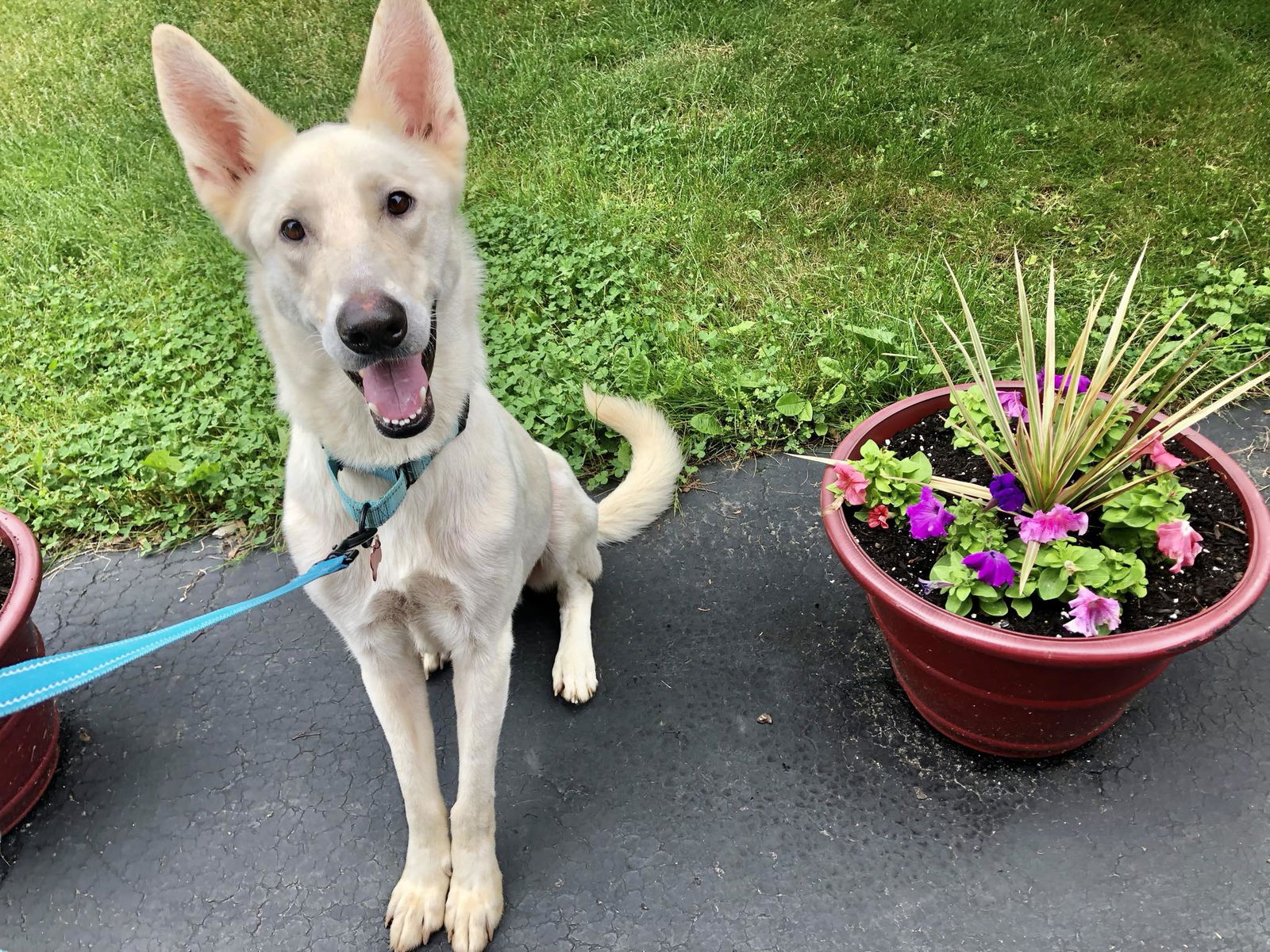 adoptable Dog in Syracuse, NY named Clifford