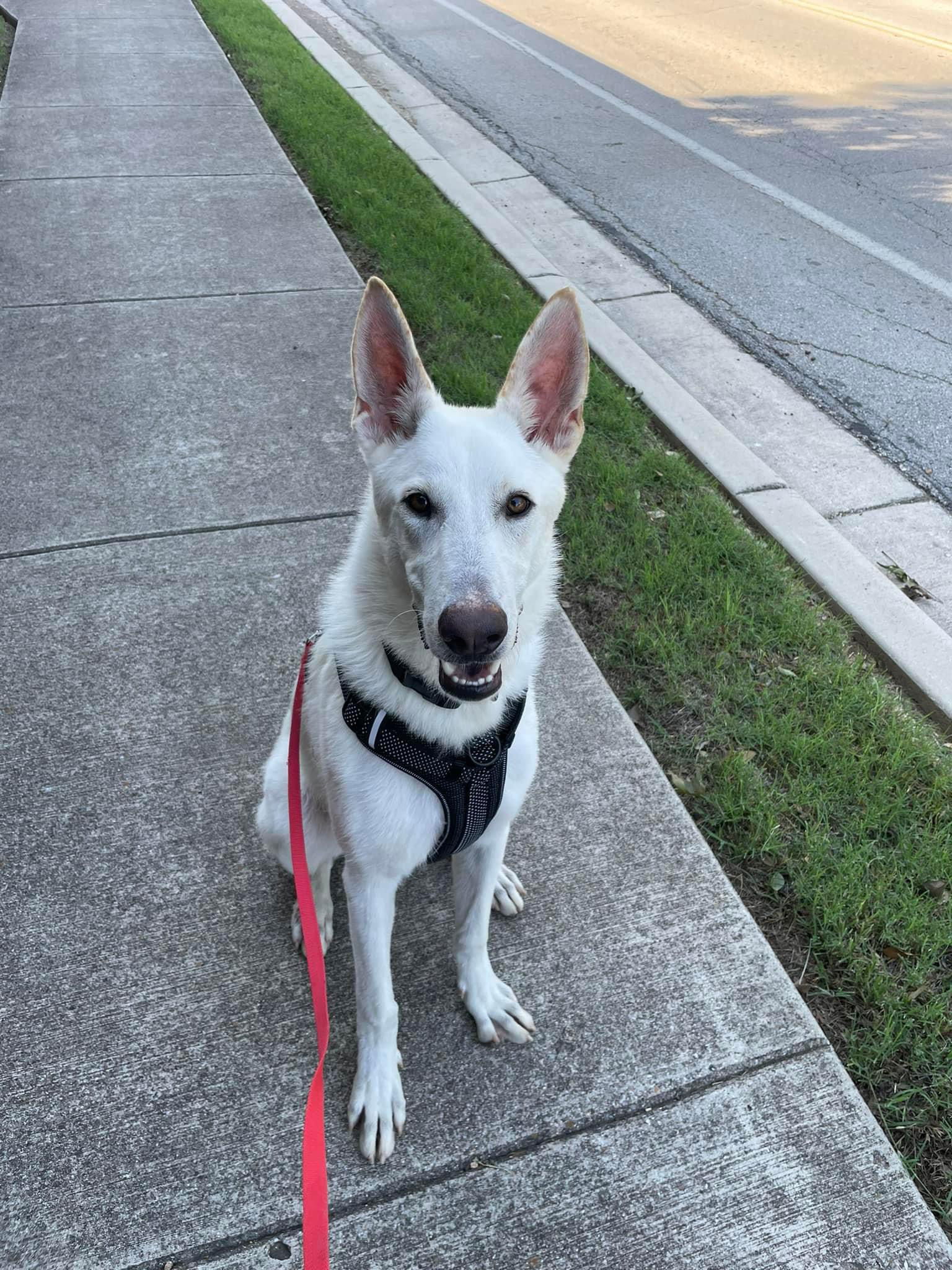 adoptable Dog in Dallas, TX named Daggry