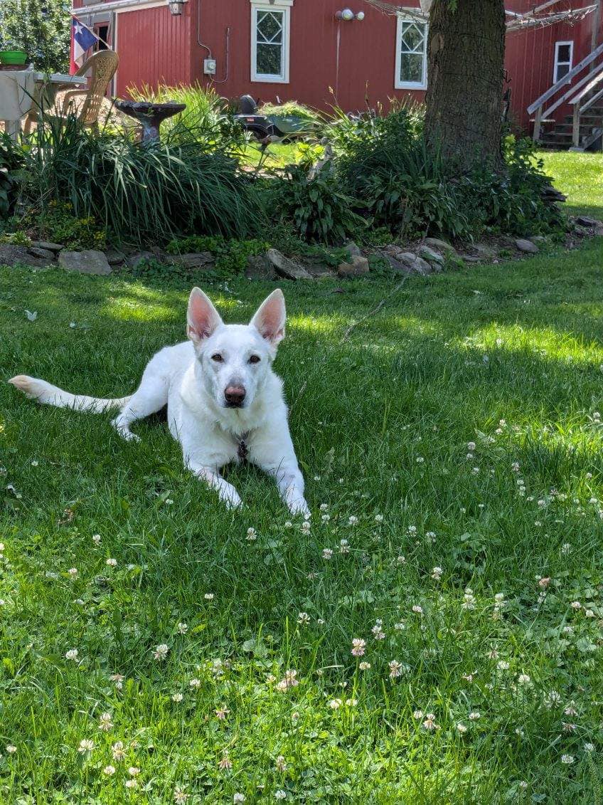 adoptable Dog in Clarence, PA named Saige