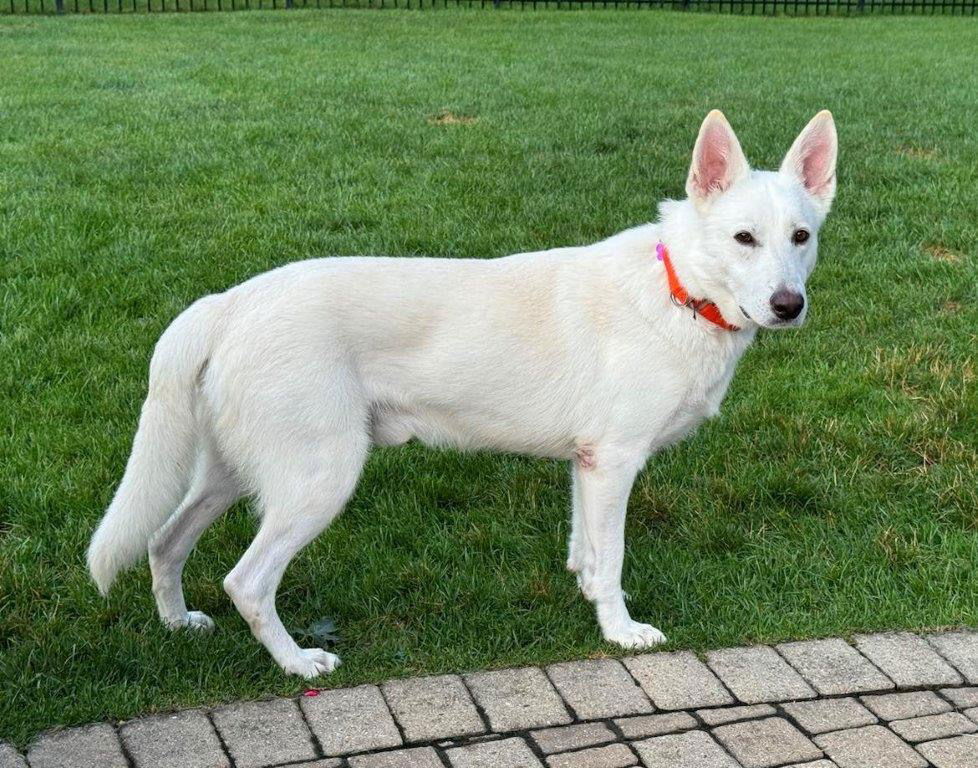 adoptable Dog in Chicago, IL named Tucker