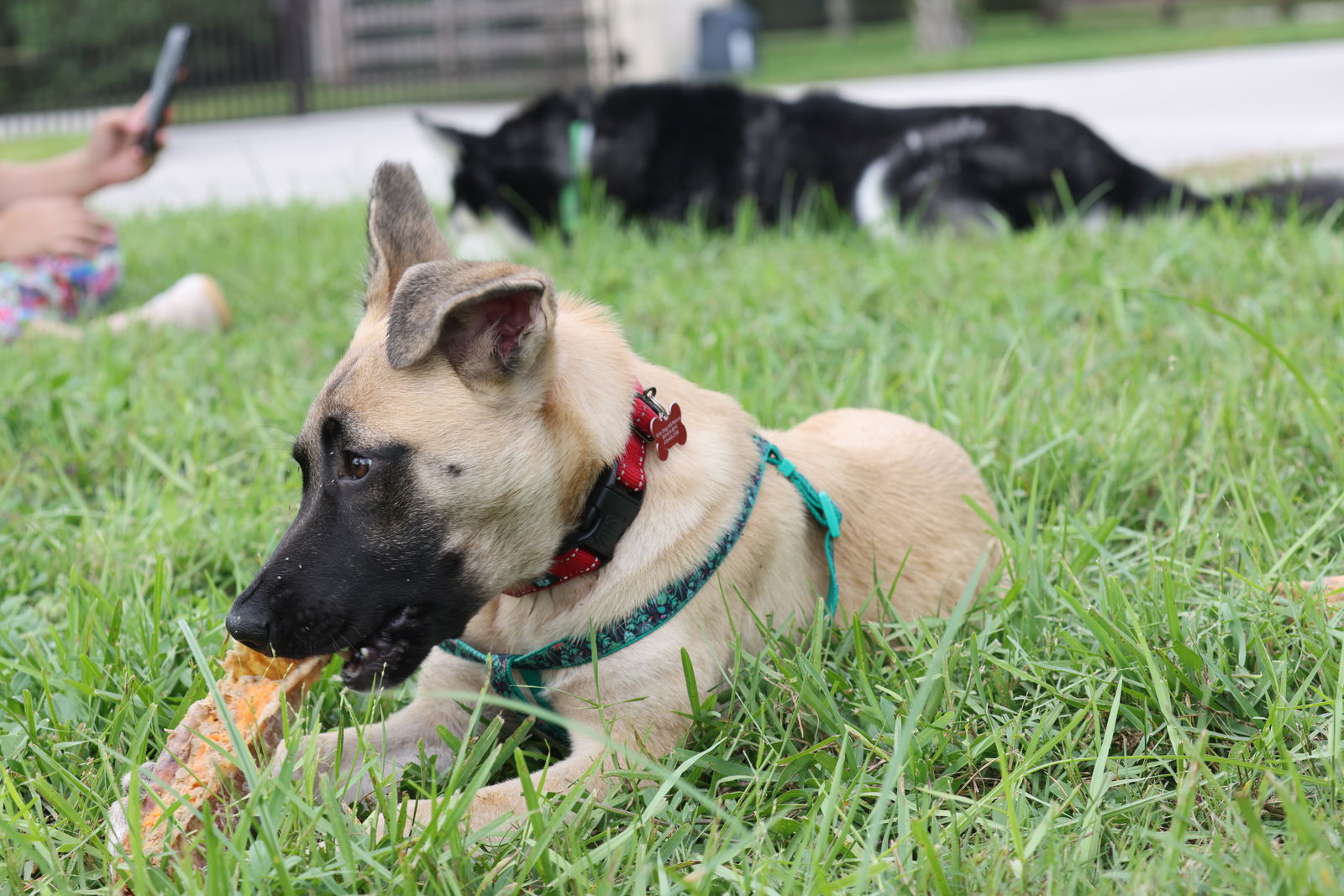 adoptable Dog in Tampa, FL named Jayda