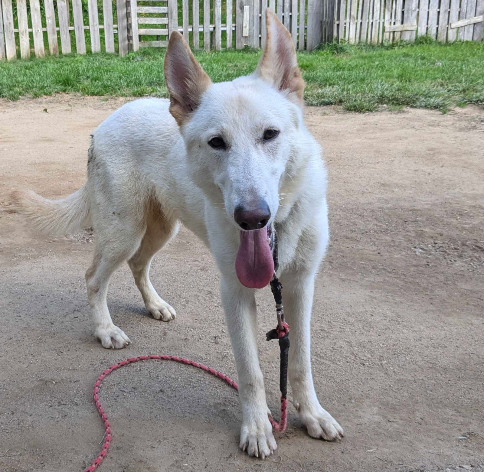 adoptable Dog in Gardner, MA named Loki