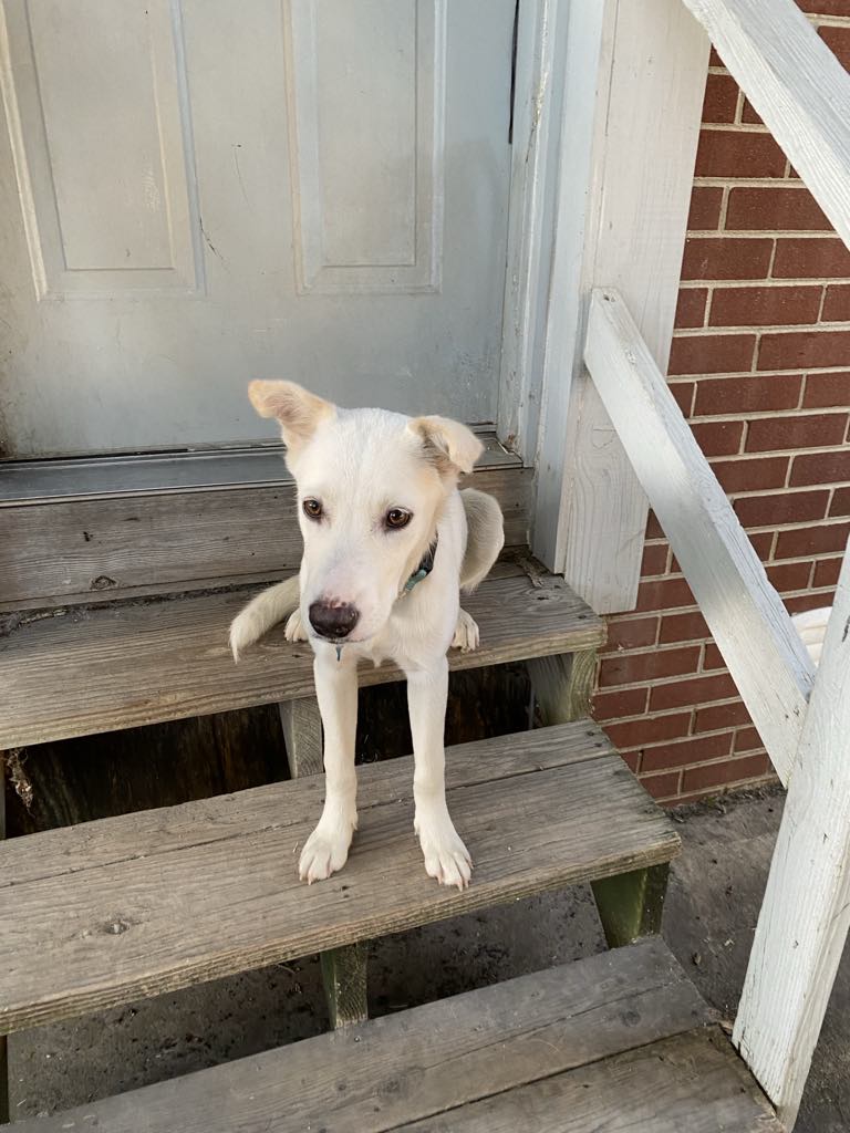 adoptable Dog in Hamilton, VA named Ice