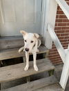 adoptable Dog in , VA named Ice